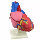 CardioHeart 4D Mini Model