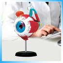 Human Eye Explorer 4D Mini - 32 Realistic Pieces 