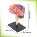 NeuroBrain 4D Mini Model - 32 Realistic Pieces 