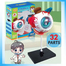 Human Eye Explorer 4D Mini - 32 Realistic Pieces 