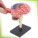 NeuroBrain 4D Mini Model - 32 Realistic Pieces 
