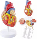 CardioHeart 4D Mini Model