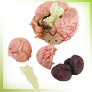 NeuroBrain 4D Mini Model - 32 Realistic Pieces 