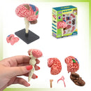 NeuroBrain 4D Mini Model - 32 Realistic Pieces 