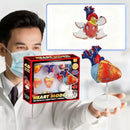 CardioHeart 4D Mini Model