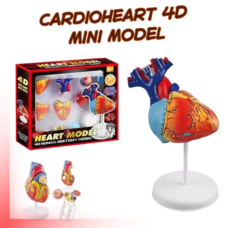 CardioHeart 4D Mini Model