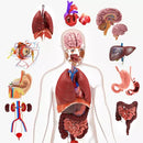 3D Kids Anatomy Doll – Flexible and Realistic Organs 